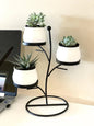 Modern Roots Elevated Display Rack